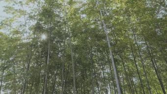 竹林视频素材