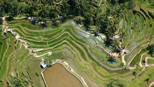 Rice Terraces Field Made In The Mountain Frequented  By Tourist