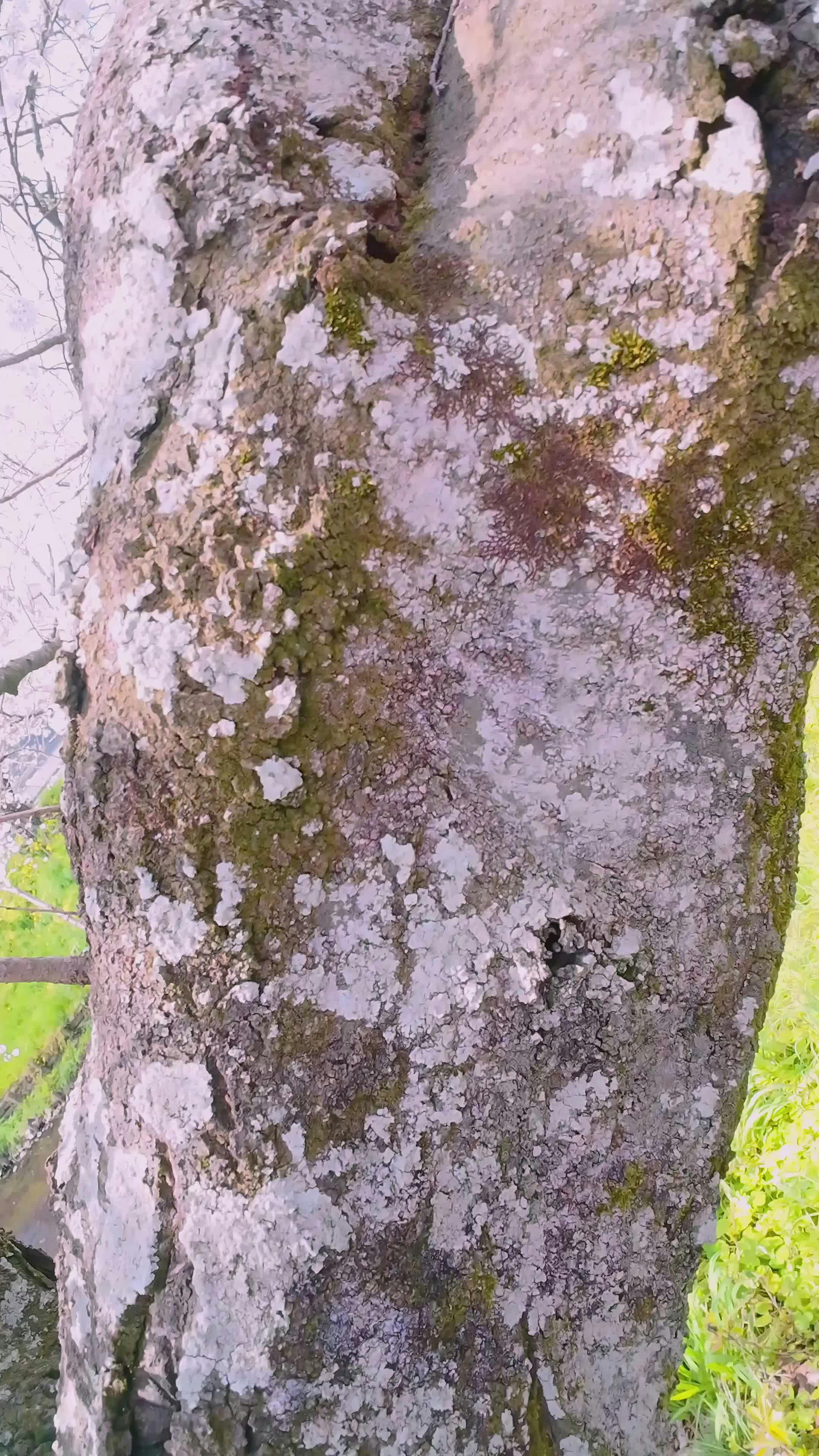 Cherry Blossom Tree Forest Wallpaper Videos, Download The BEST Free 4k ...