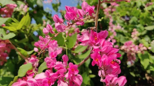 Lebah Memakan Nektar Bunga Merah Muda