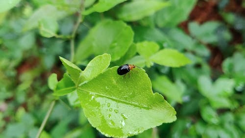 A Beetle Eating The Edge Of A Wet Leaf