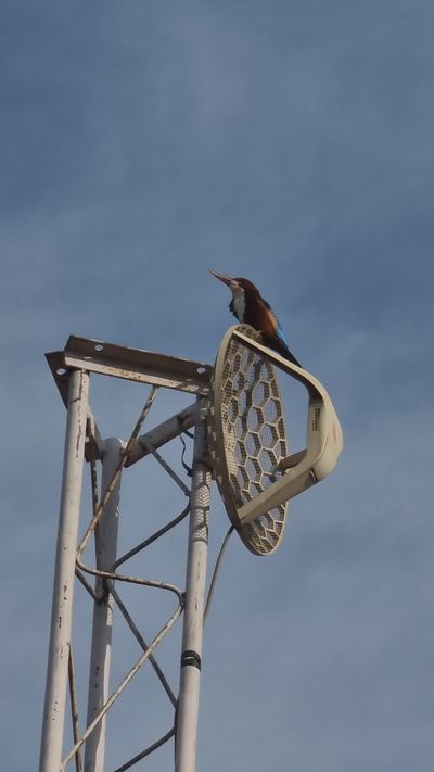 Visual Rbano Bird Vibrant Bird Perched on Urban Structure Free Stock Video Footage ...