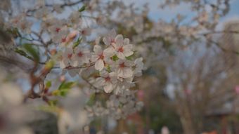 春风视频素材视频素材