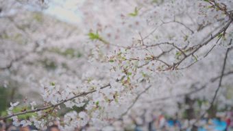 樱花竖屏免费下载视频素材