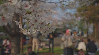 樱花竖屏免费下载视频素材