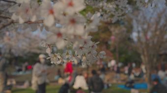樱花竖屏免费下载视频素材