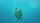 ocean animals