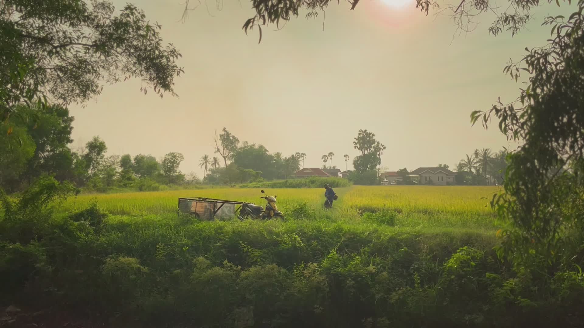 Scenic Rural Malaysia Rice Fields at Sunrise Free Stock Video Footage ...