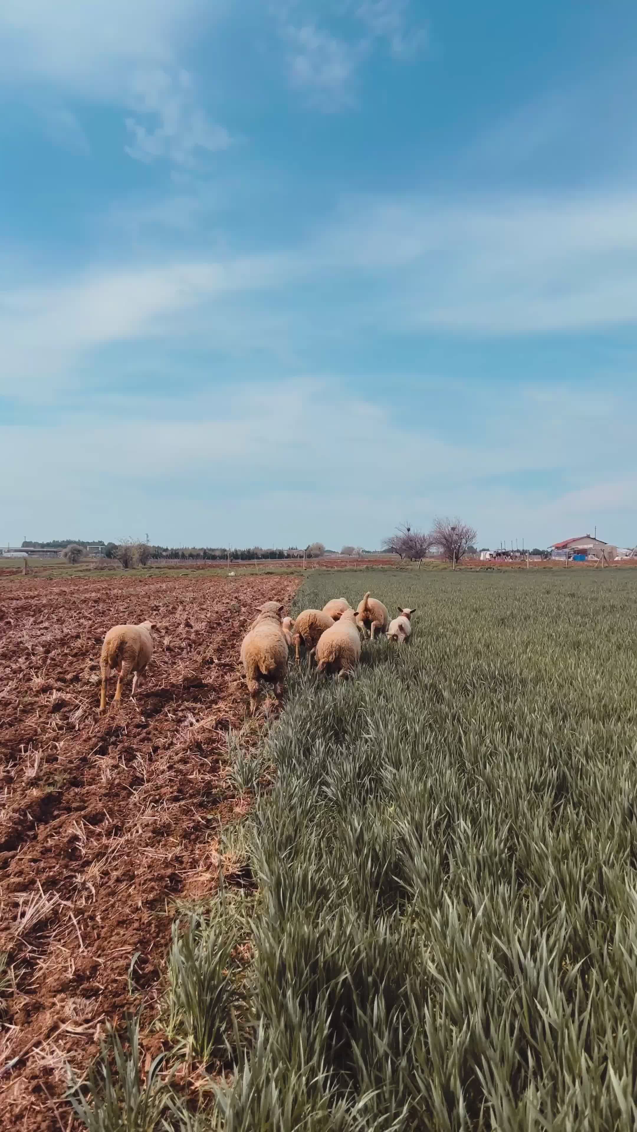 Sheep Grazing in Scenic Open Field Setting Free Stock Video Footage ...