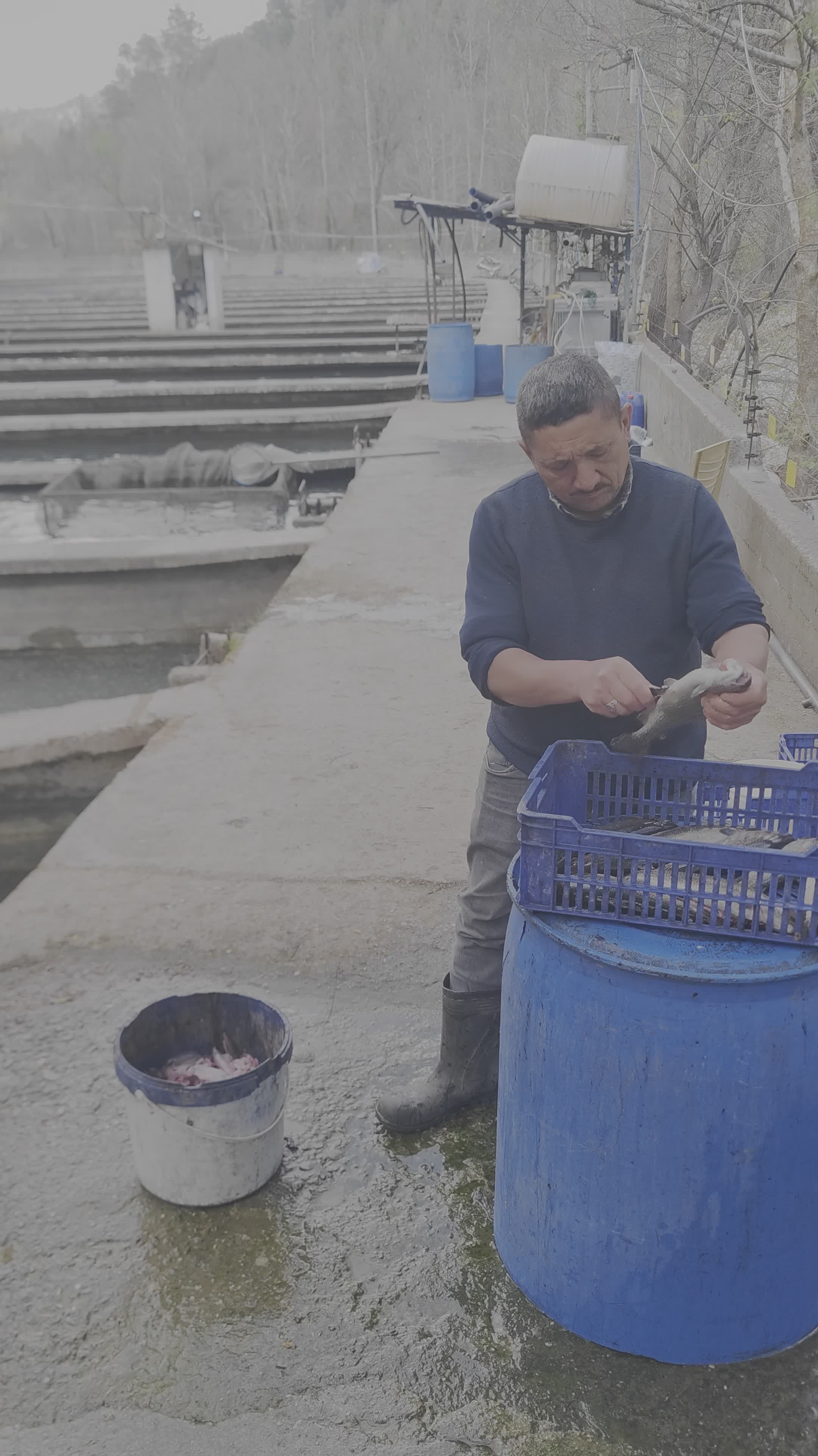 Fisherman Cleaning Freshly Caught Fish Outdoors Free Stock Video ...