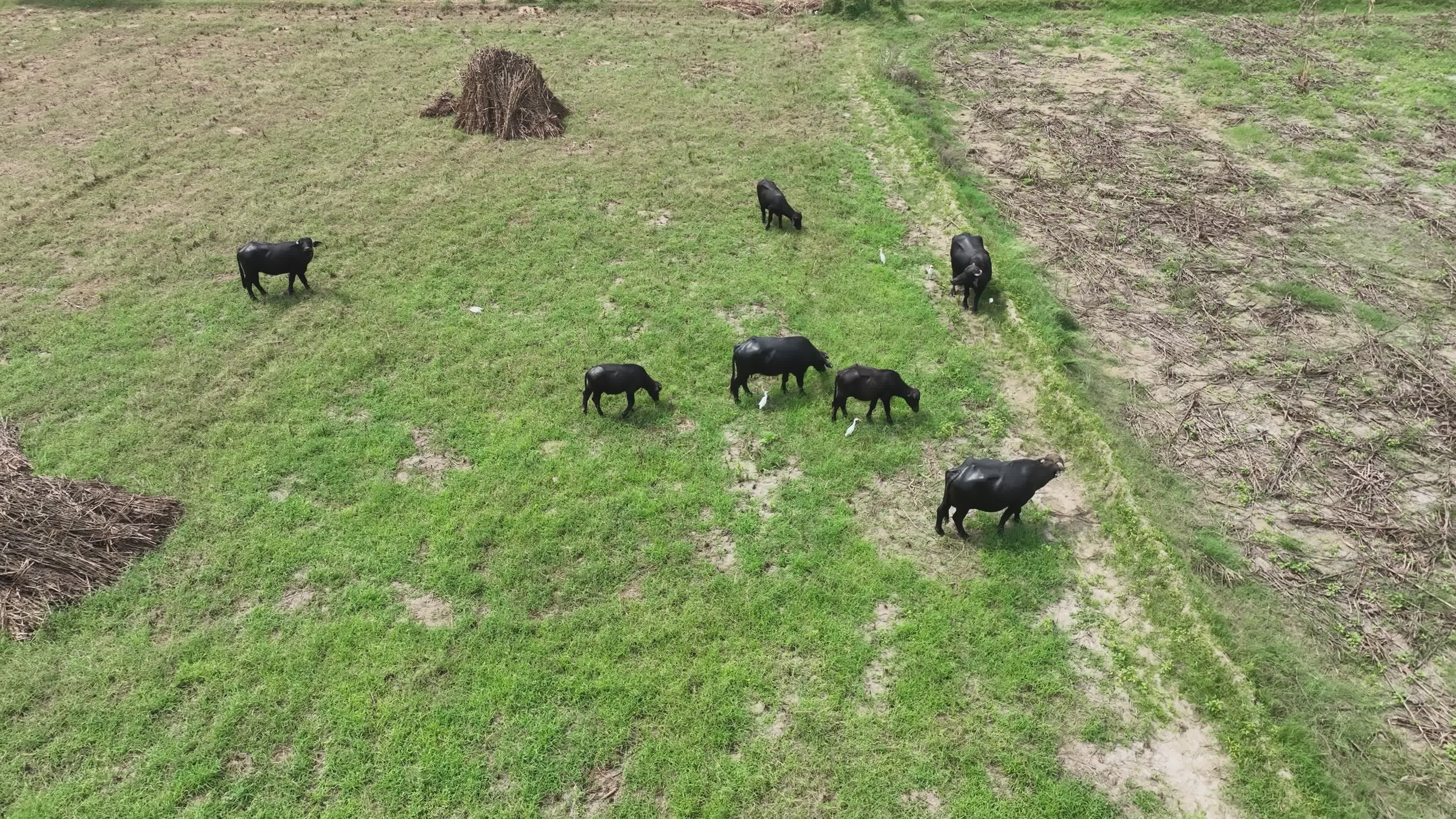 Aerial View of Grazing Black Buffalo on Farm Free Stock Video Footage ...