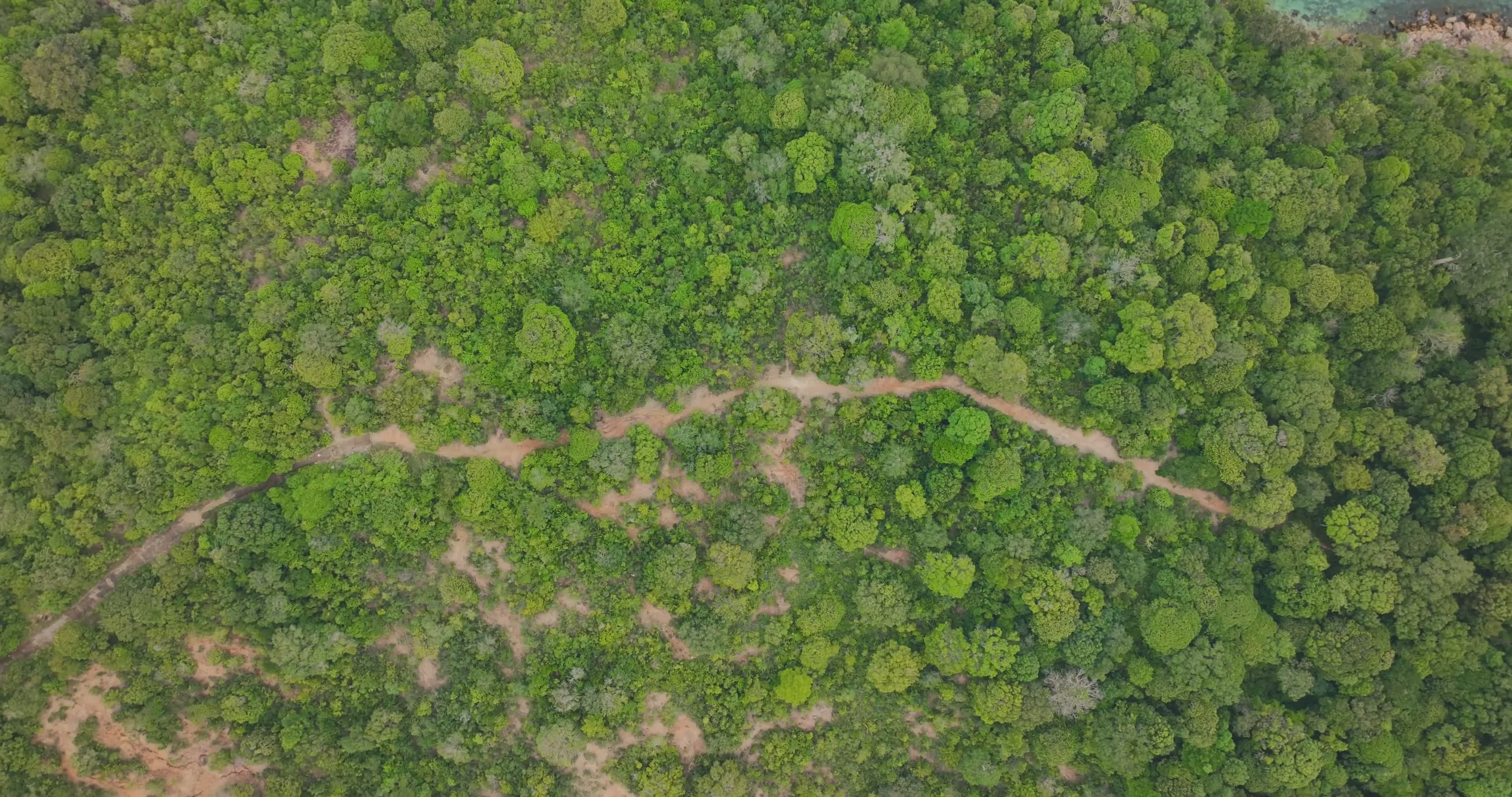 Drone Shot of a Forest Free Stock Video Footage, Royalty-Free 4K & HD ...