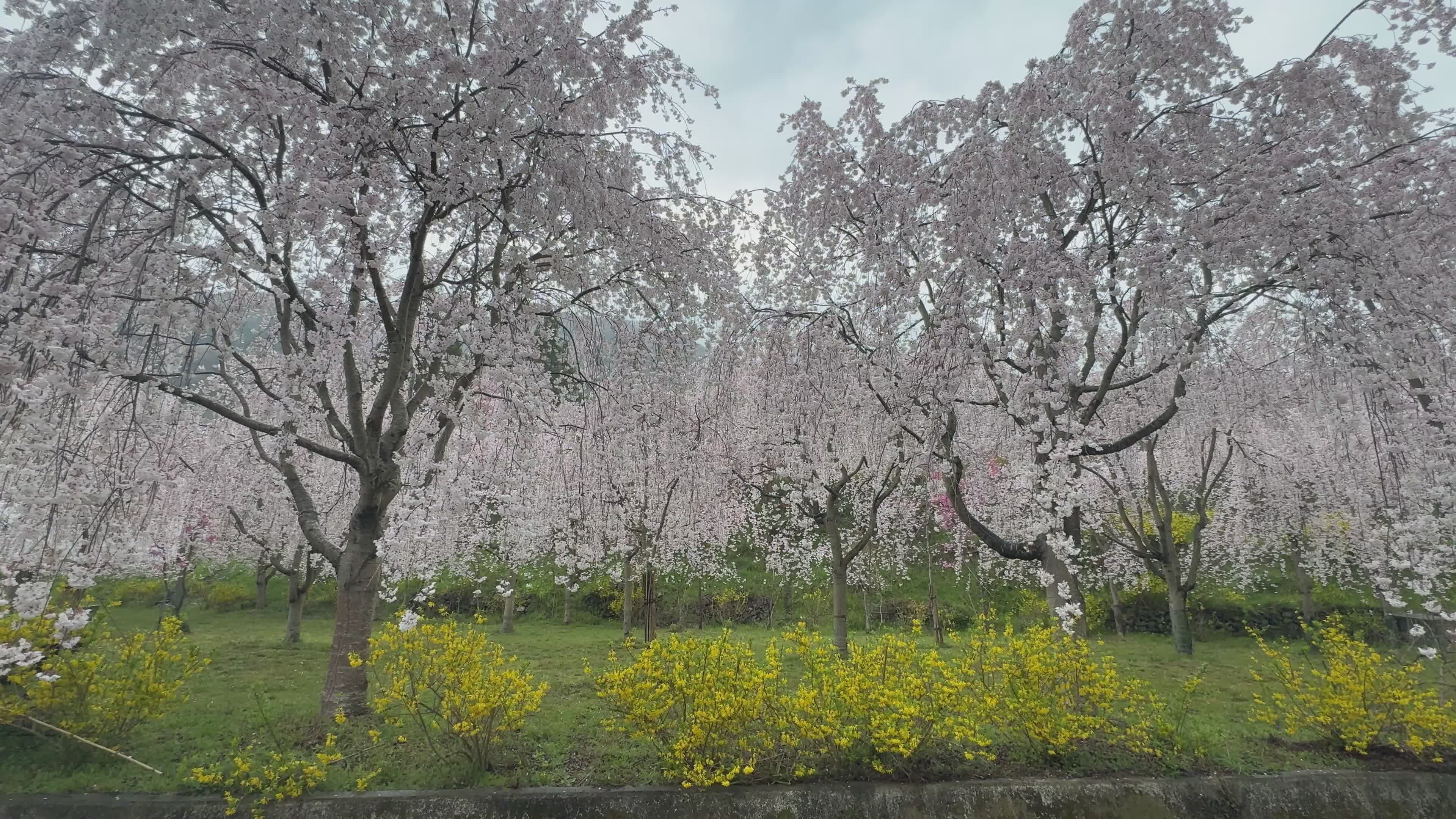 Beautiful Cherry Blossom Trees in Full Bloom Free Stock Video Footage ...