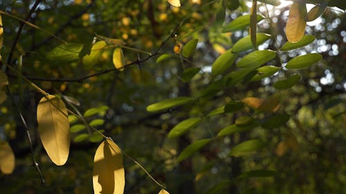 A Tree With A Thorny Stem