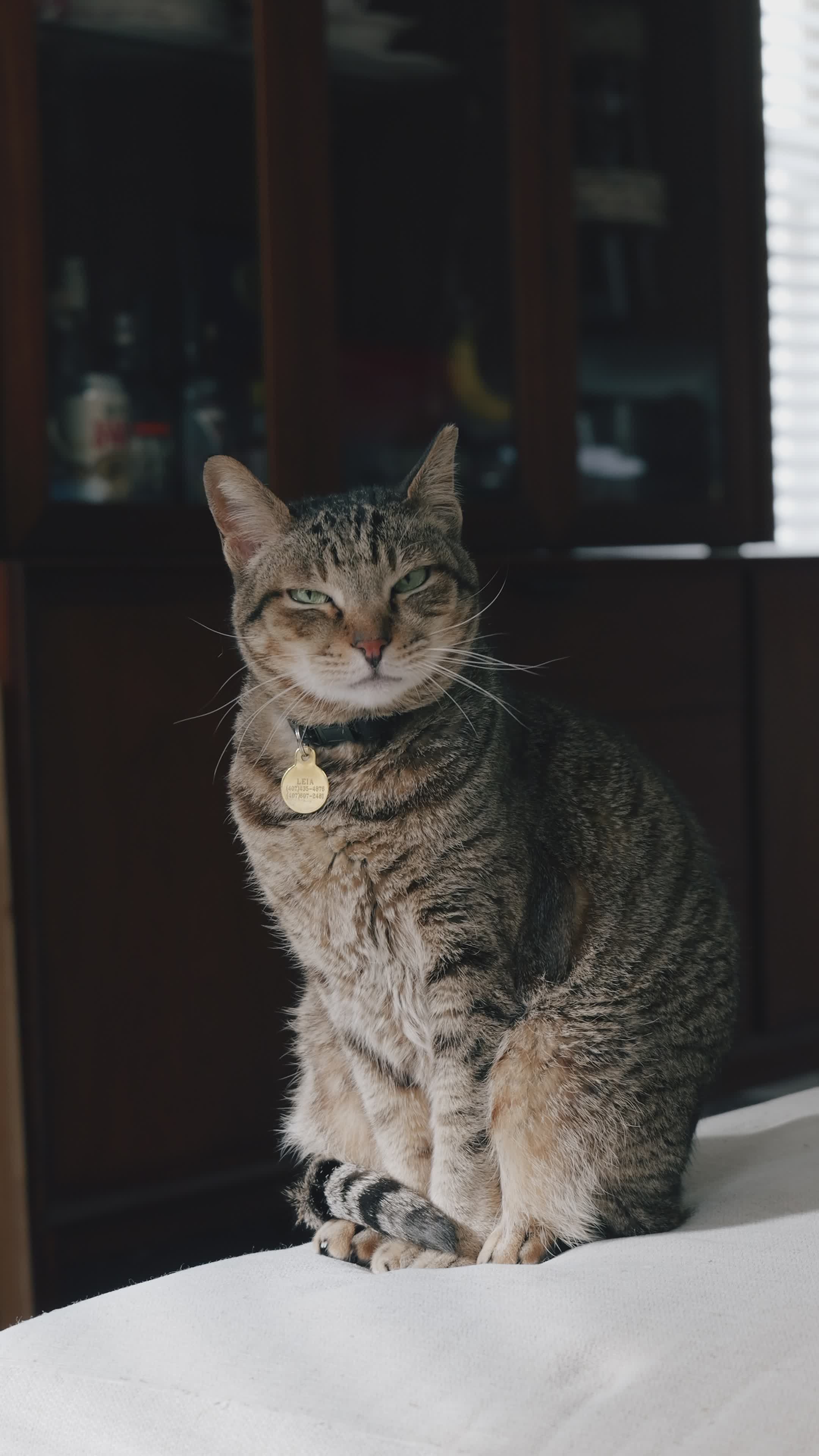 Kitty Vectors Videos, Download The BEST Free 4k Stock Video Footage ...