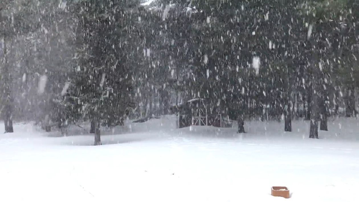 Snöar Gratis arkivvideo av alpin, forkjølelse, fredelig, furutrær, hvit snø ...