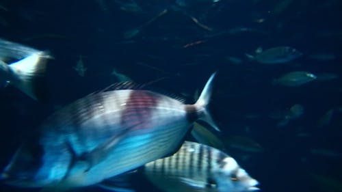 Vista Del Primo Piano Di Un Banco Di Pesce