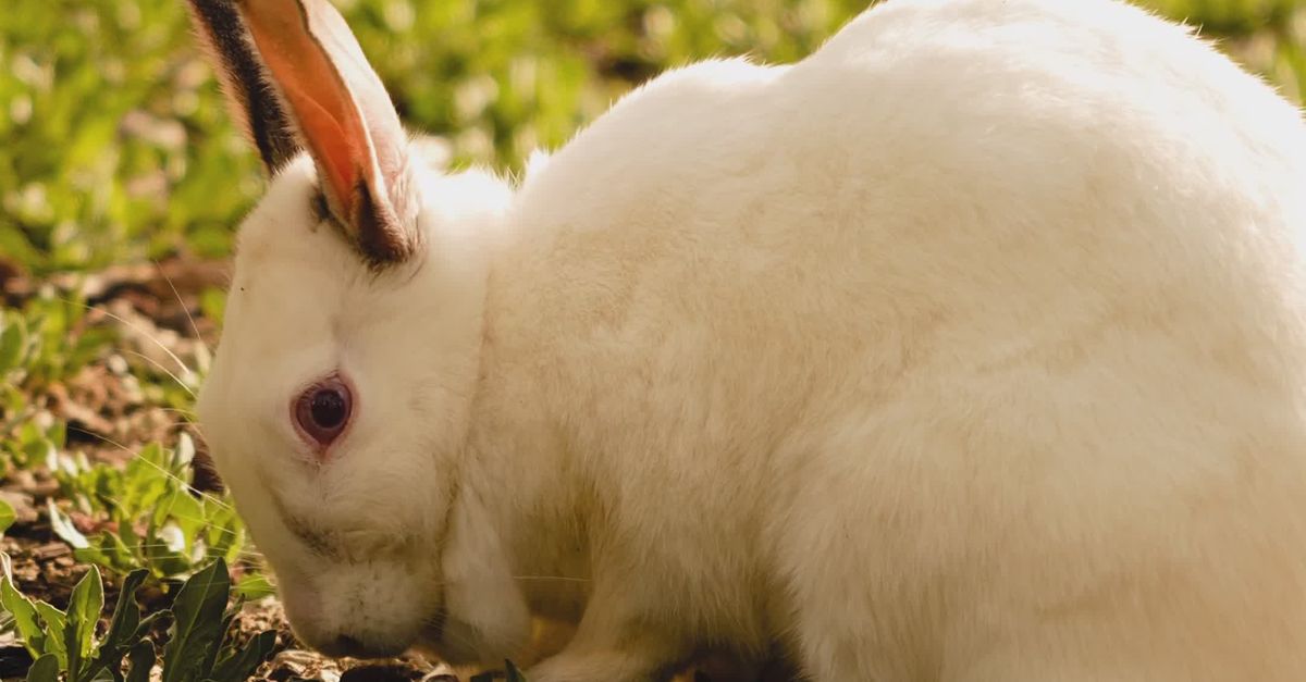 Feeding White Rabbit White Rabbit Feeding in Green Field Free Stock Video Footage, Royalty ...