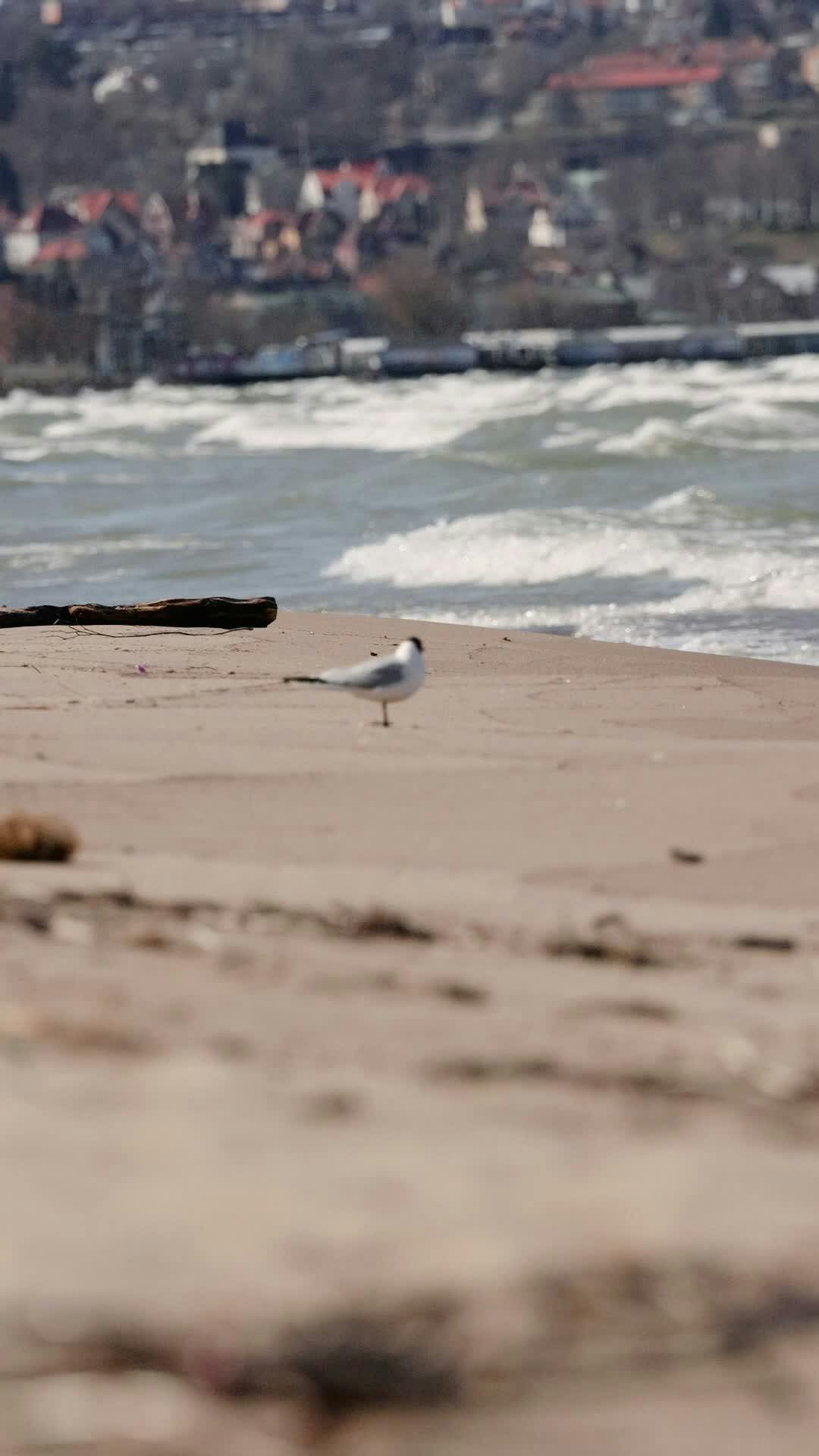 Video by Efrem  Efre