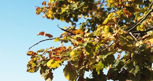 Tree Leaves Swaying By The Wind Blows