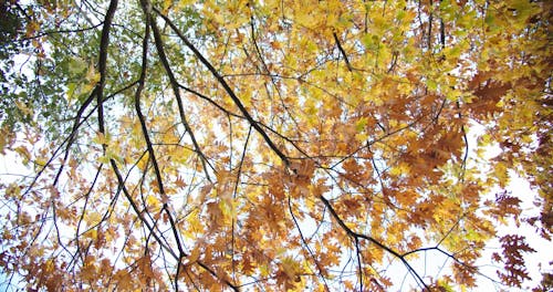 Cambio De Colores De Las Hojas De Los árboles Durante El Otoño