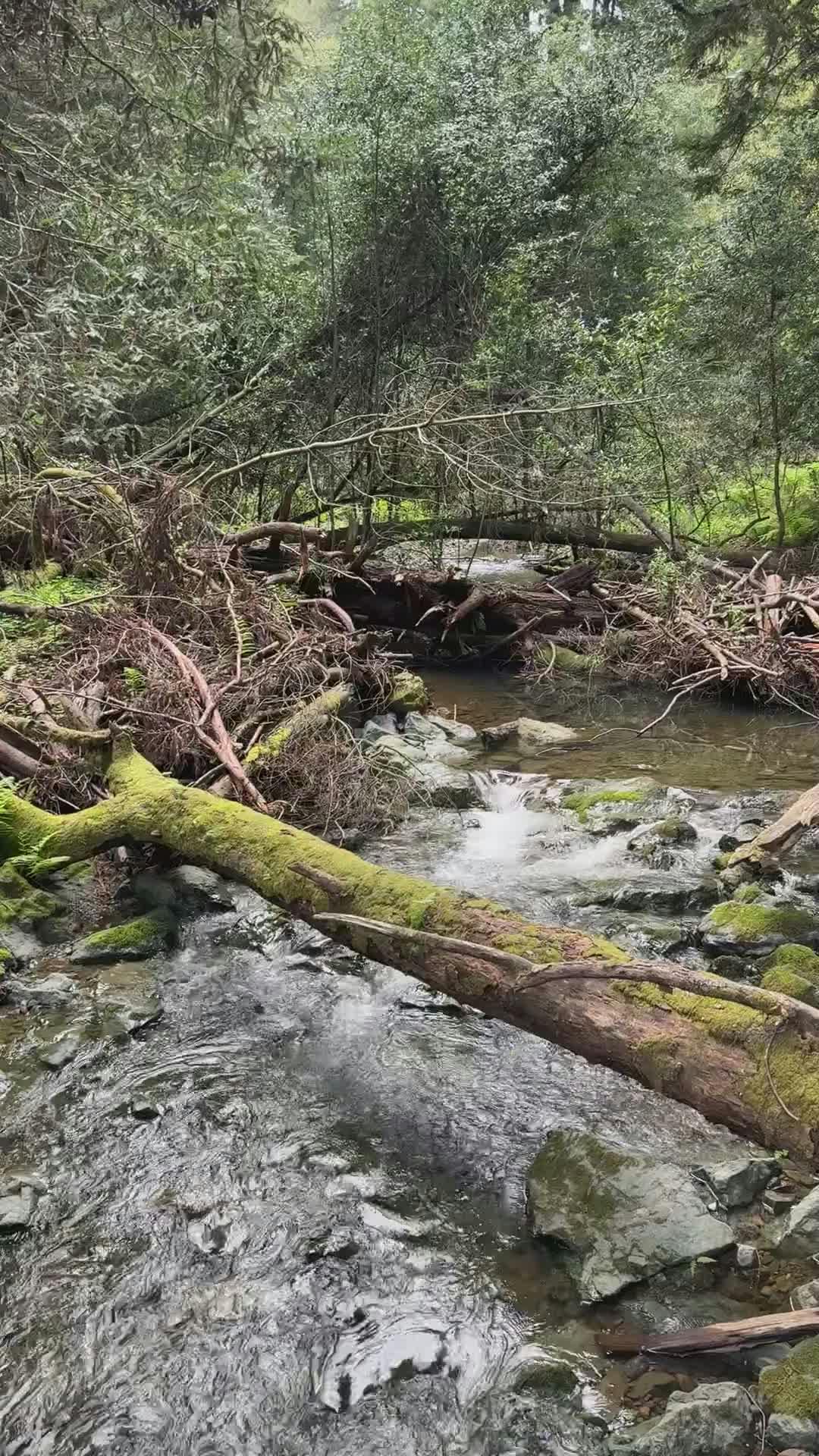 Video by Leone 🇺🇸