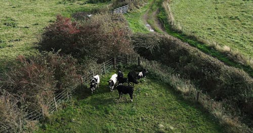 A Herd Of Cattle Secured By Wired Fences In A Ranch