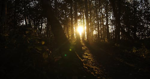 Die Sonnenstrahlen Spähen Durch Die Lücken Der Bäume In Einem Wald