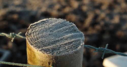 A Cut Tree Trunk Is  Used As Post For Spiked Wires Fencing 