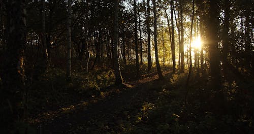 Raios De Sol Espreitam Através De Uma Floresta