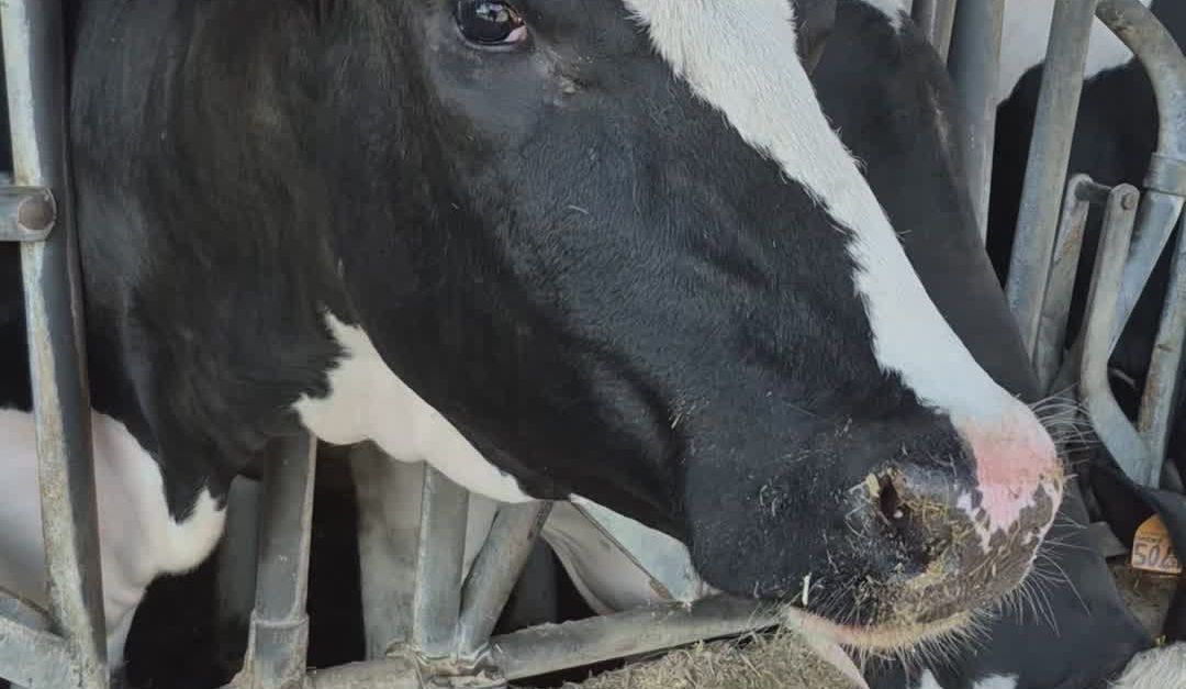 Cow Up Close-Up of Dairy Cows Feeding on Farm Free Stock Video Footage ...