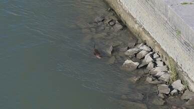 nutria swimming in urban rome riverbank