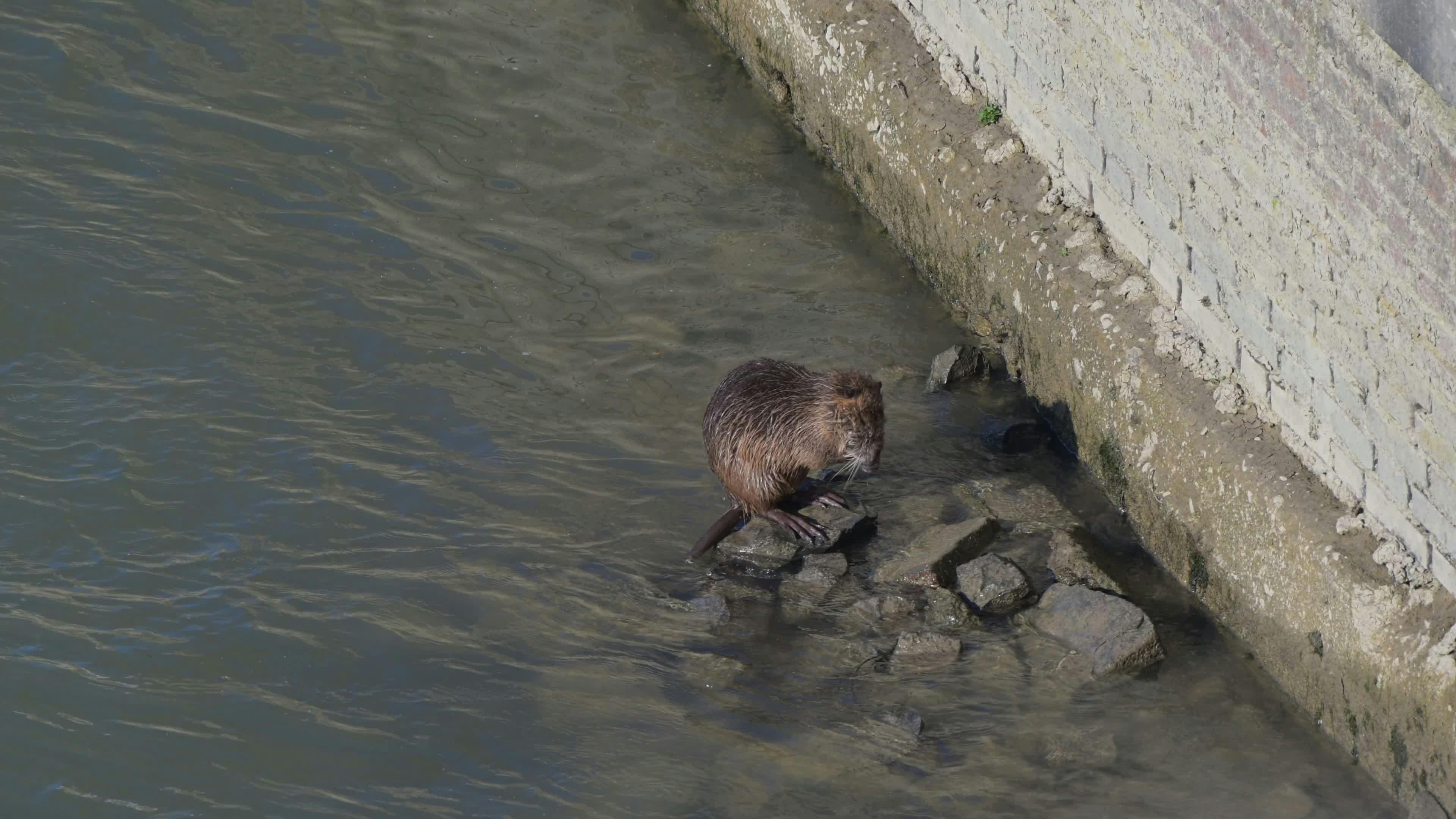 Video by In Old News LLC