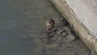 urban coypu by river in rome wildlife scene