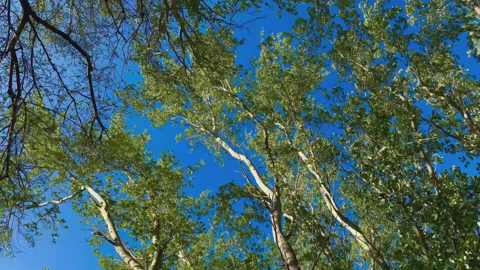 Lush Green Tree Canopy Against Blue Sky Free Stock Video Footage ...