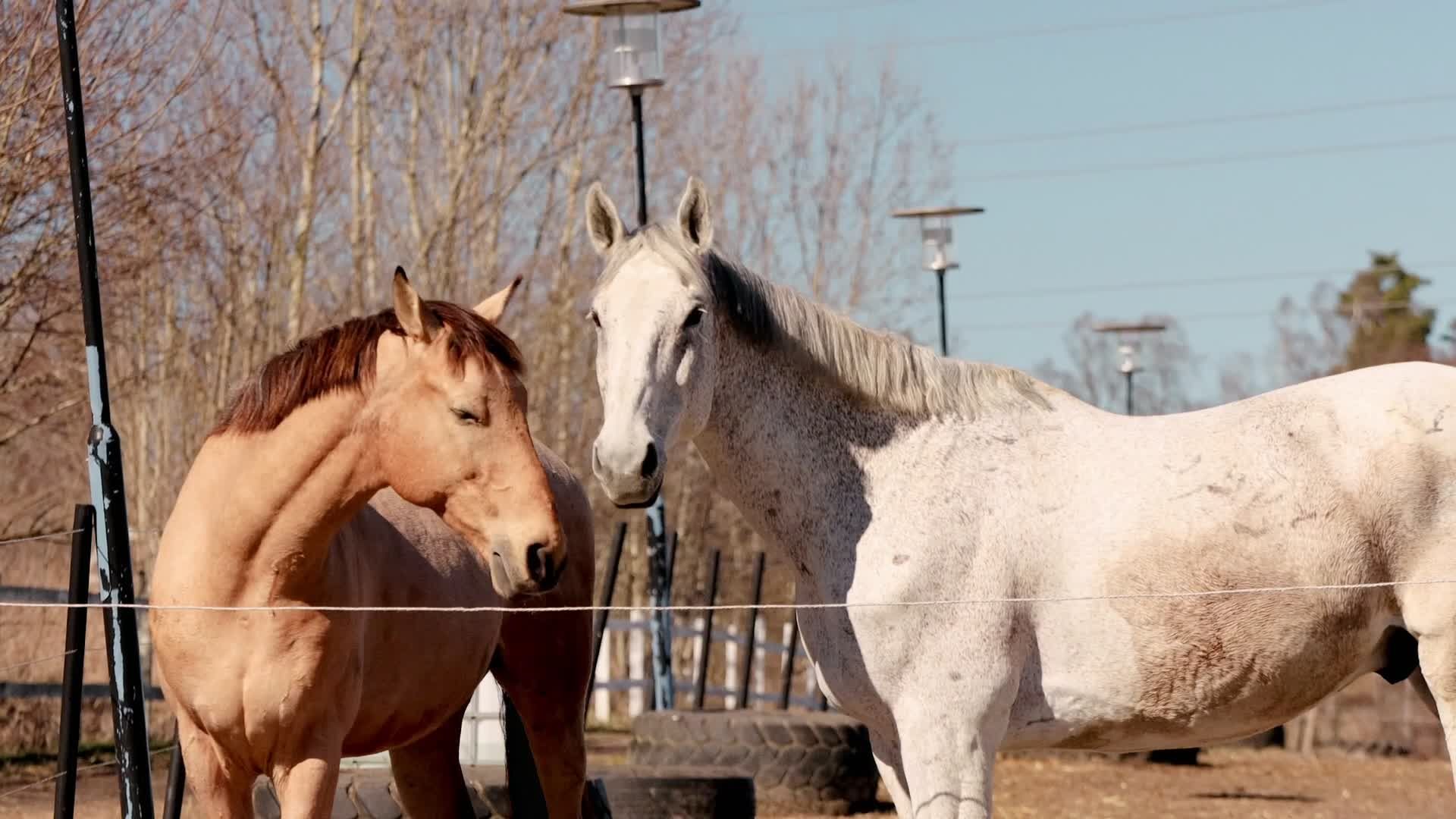 Dream Of Horses Videos, Download The BEST Free 4k Stock Video Footage ...