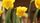 daffodil