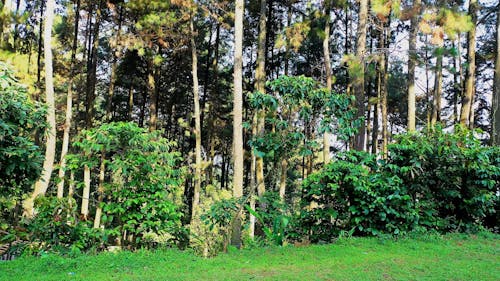 Volare Un Drone Sopra Gli Alberi Di Una Foresta Di Montagna