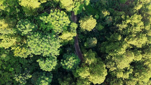A Road Built Cutting Through A Forest Leading To A Rural Community