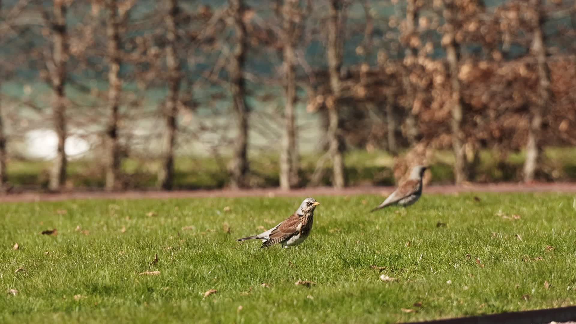 Finch And Meat Videos, Download The BEST Free 4k Stock Video Footage ...