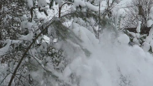 Snow Falling Off On A Branch Of A Tree