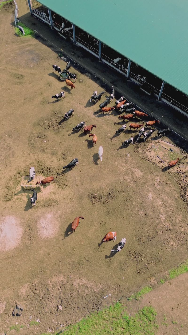 Aerial View of Cattle Grazing on Farm Free Stock Video Footage, Royalty ...