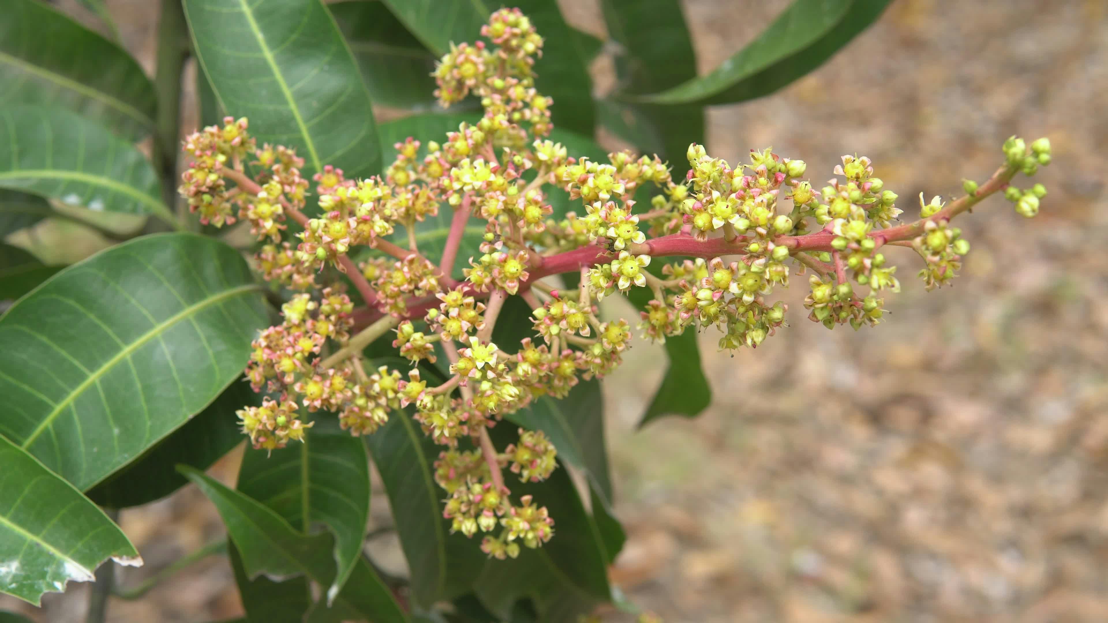 Video by Hữu Thịnh 79