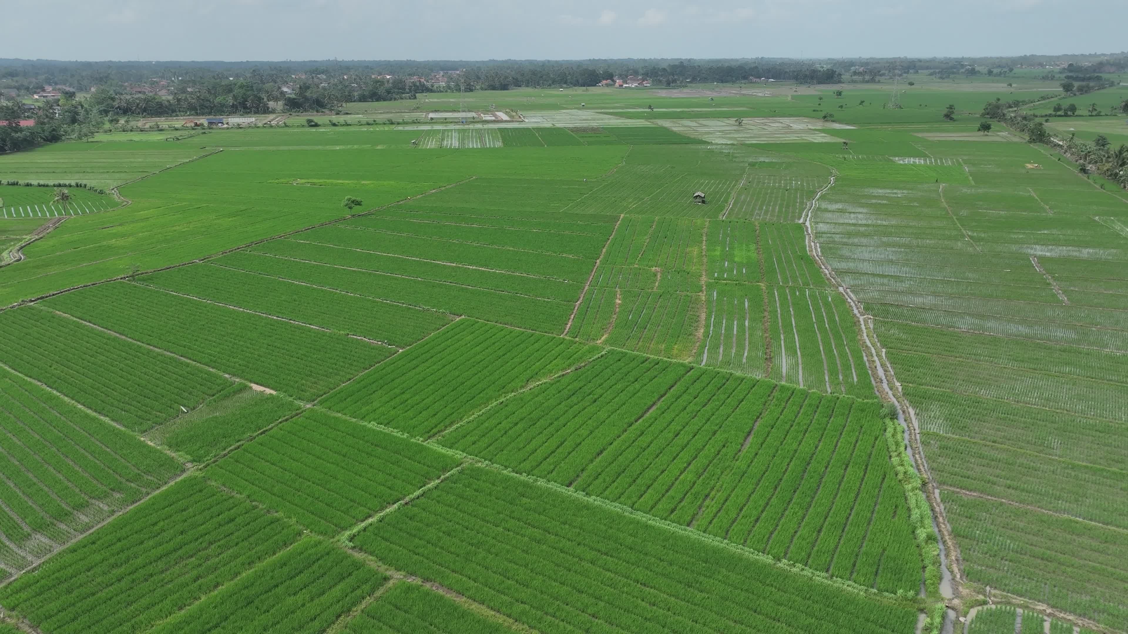 Aerial View of Lush Green Rice Fields in Summer Free Stock Video ...