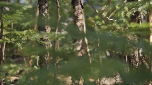 Evergreen Trees Growing Wild In A Forest