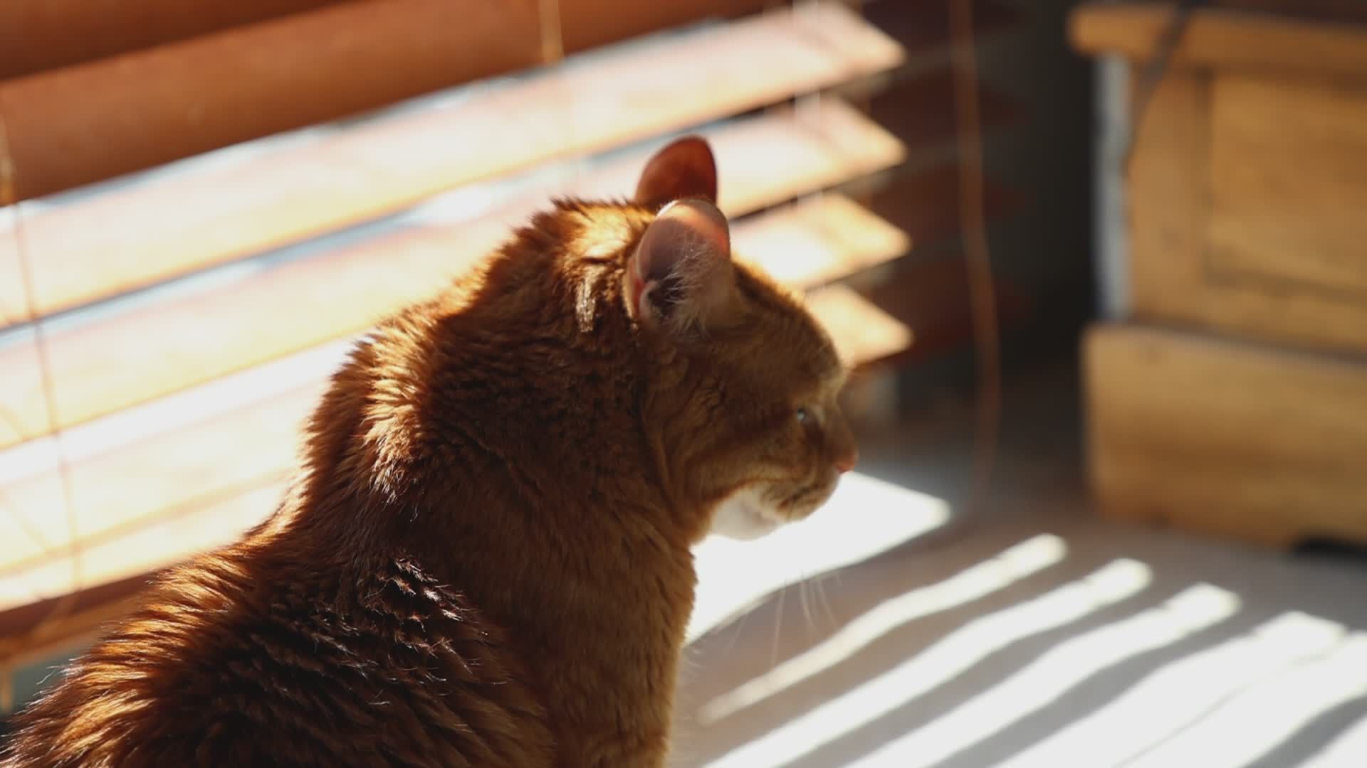 姜猫在室内享受阳光 · 免费素材视频