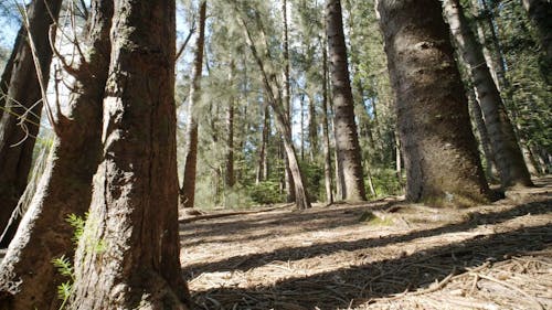 Basso Angolo Di Tiro Di Alberi Nel Bosco