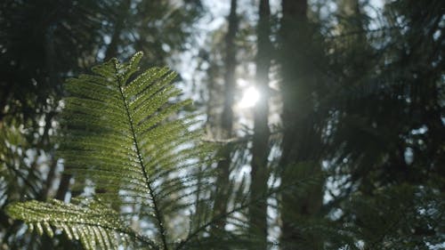 Hojas De Plantas Perennes En El Bosque