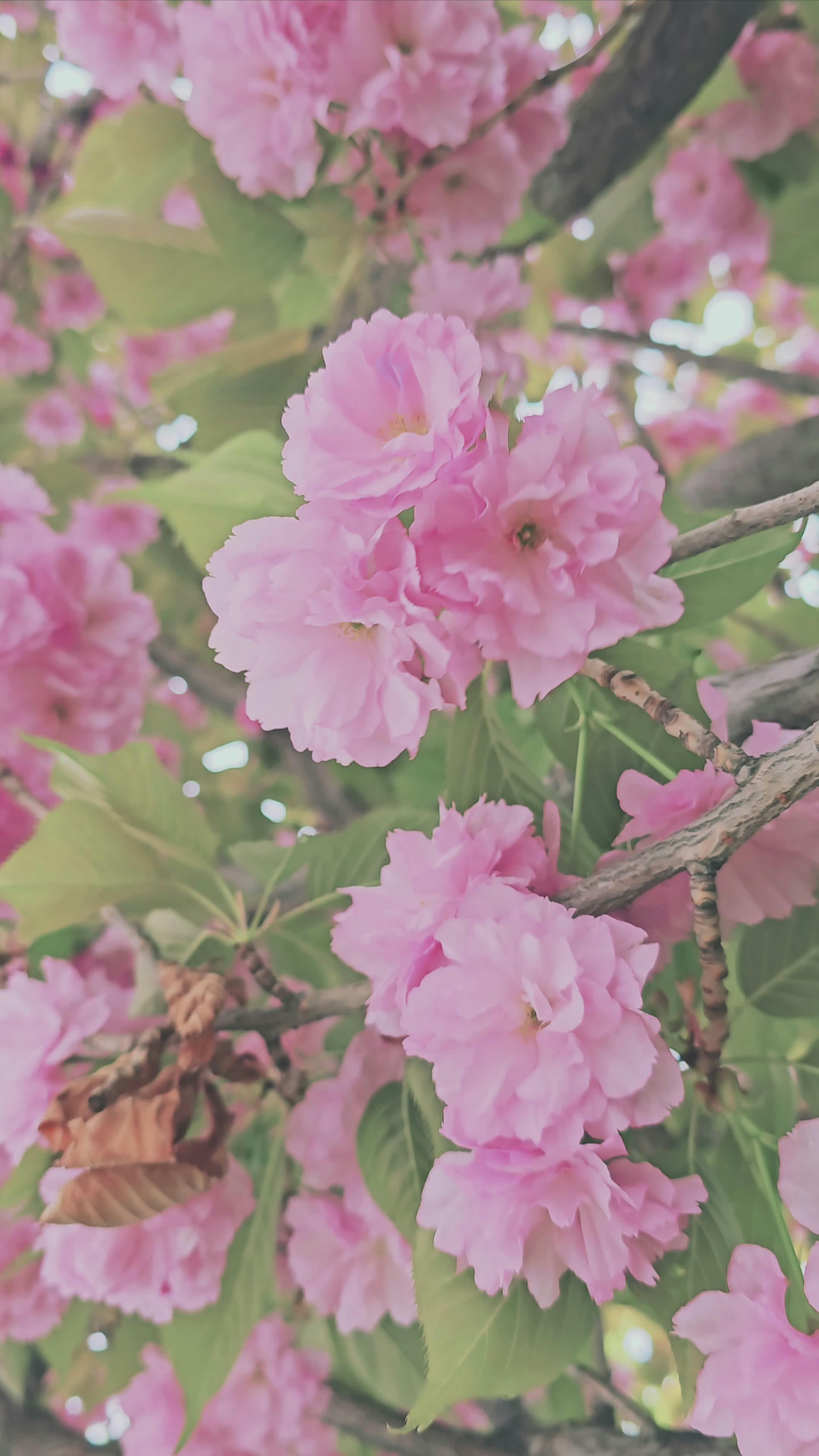 Video by Doctor Unface