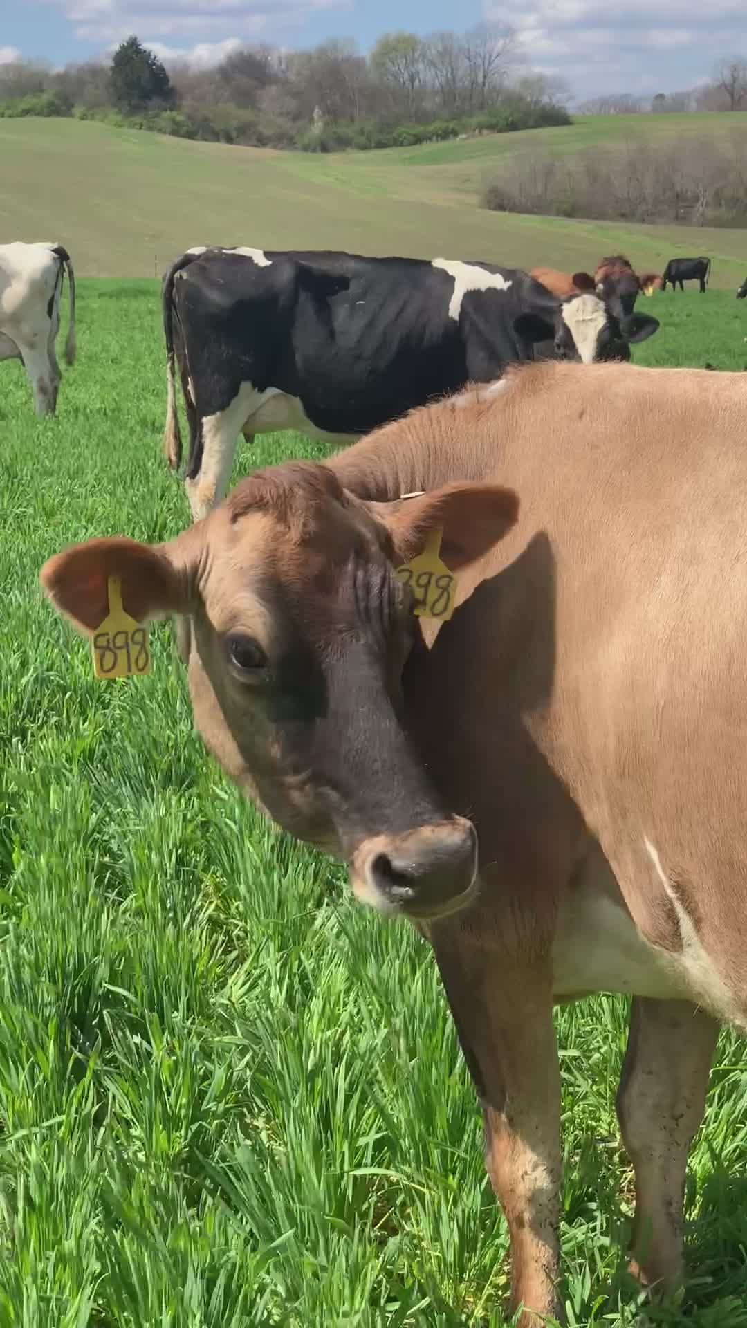 Brown Cows Grazing in Lush Green Pasture Free Stock Video Footage ...